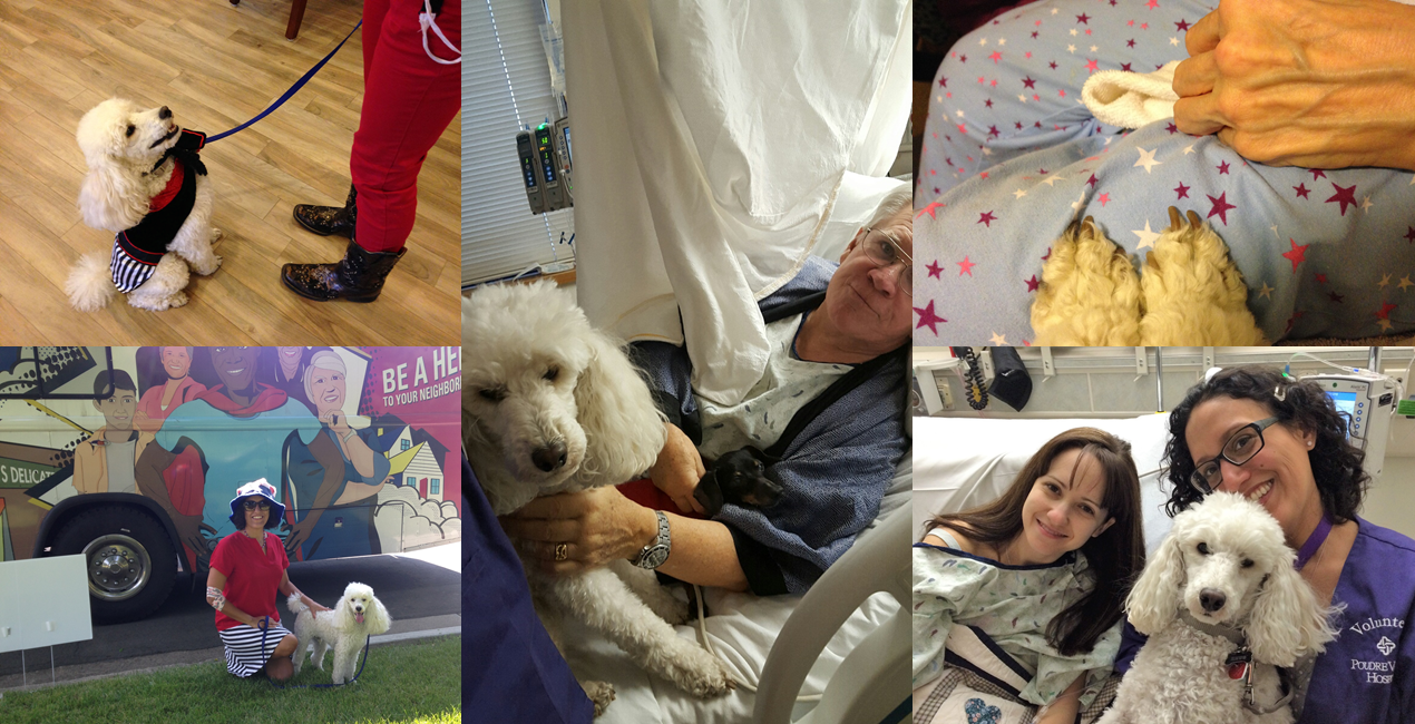 pet therapy collage